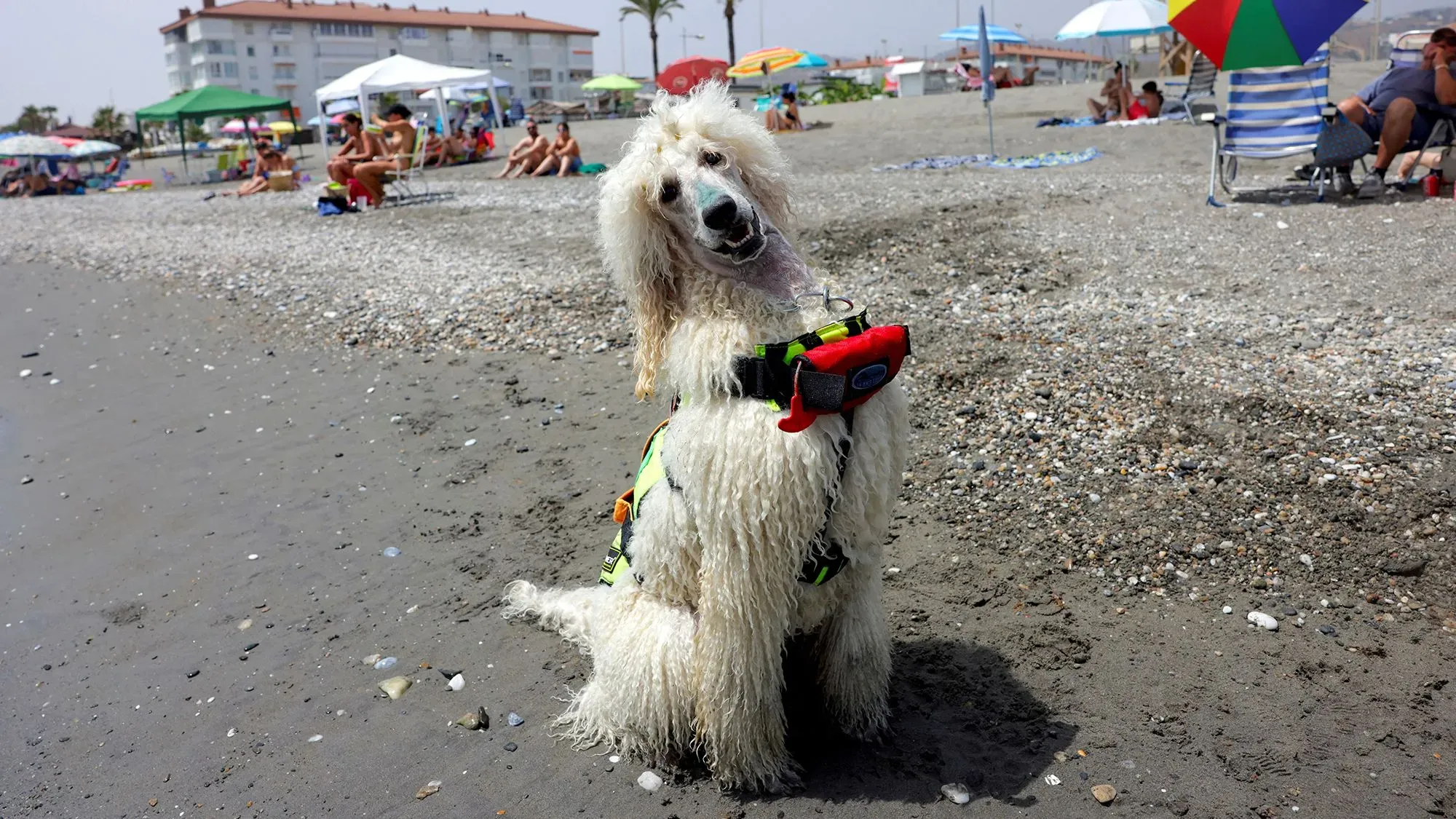 كلب البودل نيلو يرتدي سترة نجاة على شاطئ لاس لينداس، مستعد لمساعدة المنقذين في سحب السباحين إلى بر الأمان.