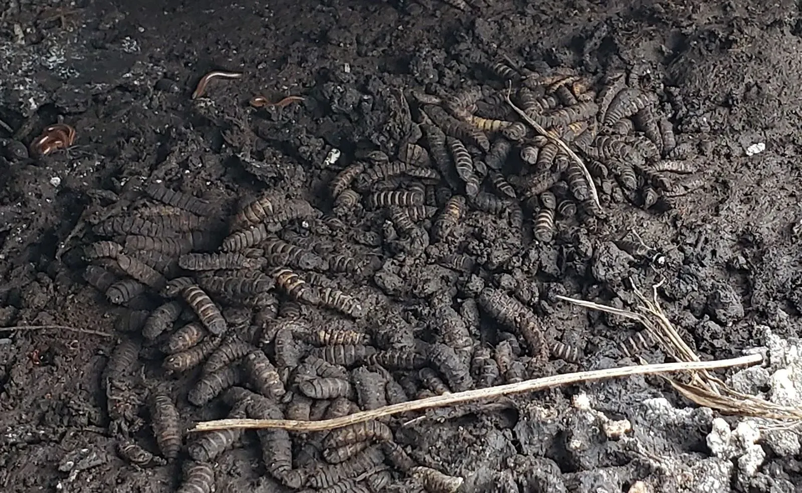 يرقات ديدان تتغذى على الأنسجة المتحللة، تشير إلى دورها المحتمل في النظام الغذائي للإنسان البدائي.