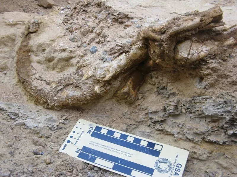 بقايا الديناصور دونيكوس تسوغتباتاري تظهر مخالب ذات إصبعين محفوظة بشكل جيد، تكشف عن خصائص فريدة من نوعها لعصر ما قبل التاريخ.