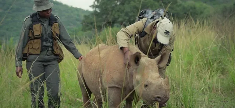 يظهر حارسان للحياة البرية وهما يعتنيان بقرة وحيدة القرن في بيئة طبيعية، مما يعكس التحديات التي يواجهها الحراس في حماية الأنواع المهددة.