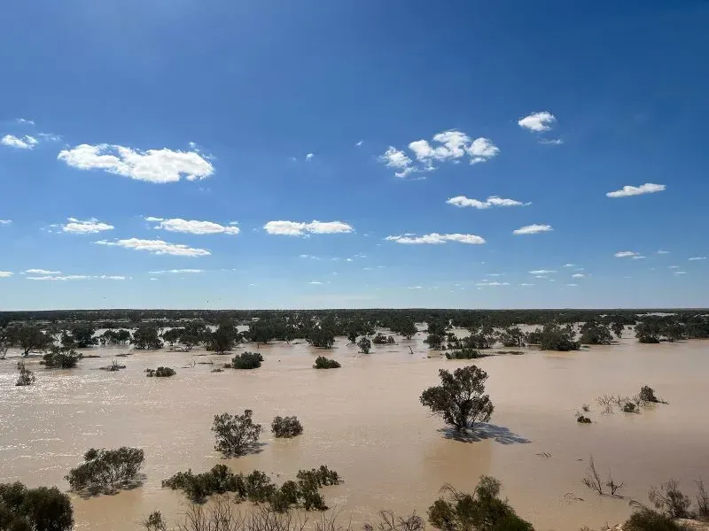 تظهر البحيرة كاتي ثندا-آير محاطة بالمياه الوردية، مع أشجار تبرز من السطح، تحت سماء زرقاء وصحوة، مما يبرز تأثير الفيضانات في الصحراء الأسترالية.