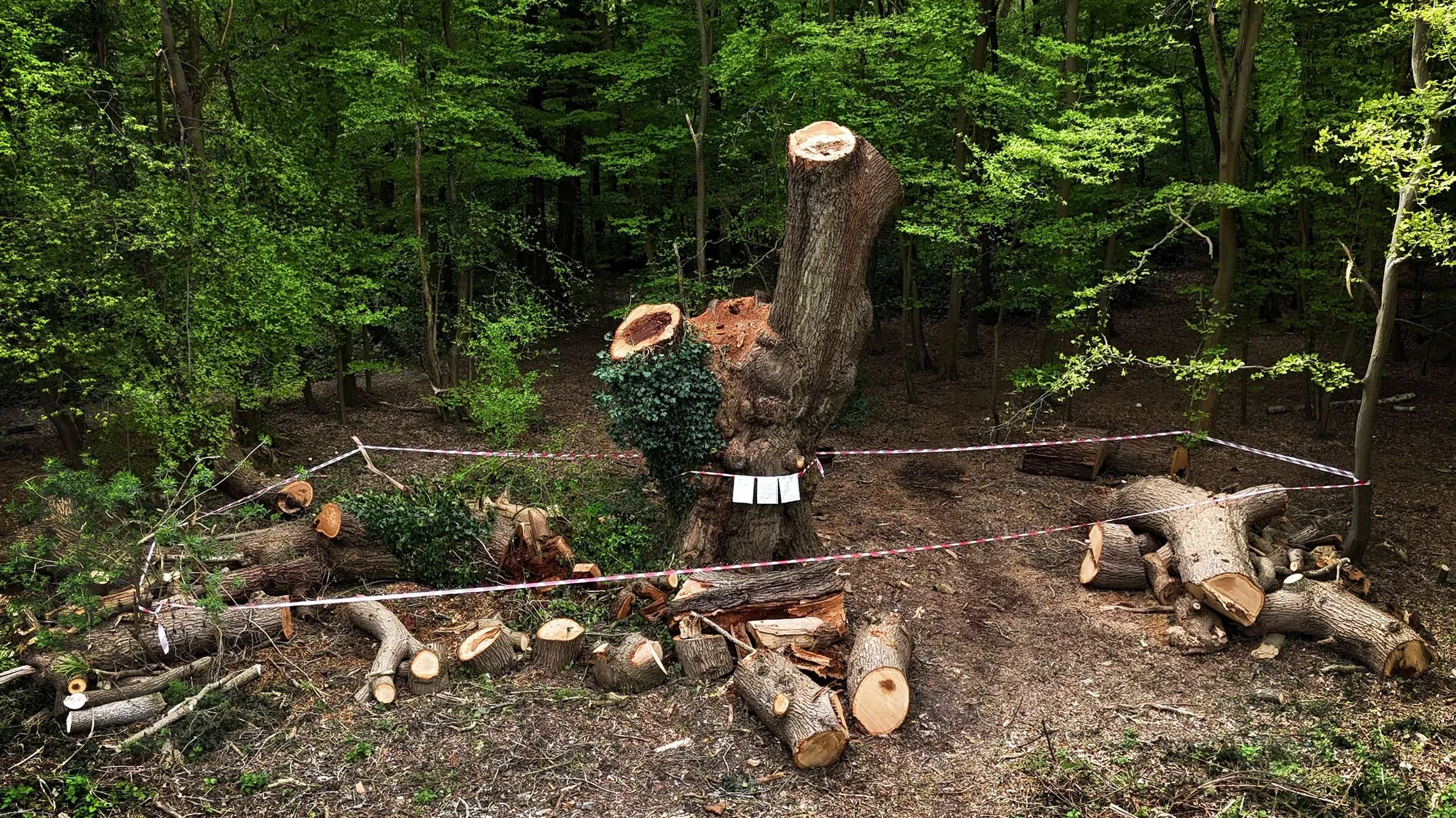 قطع شجرة بلوط قديمة في لندن، مع بقايا الأغصان المحيطة، وسط غابة خضراء، مما أثار غضب المجتمع المحلي.