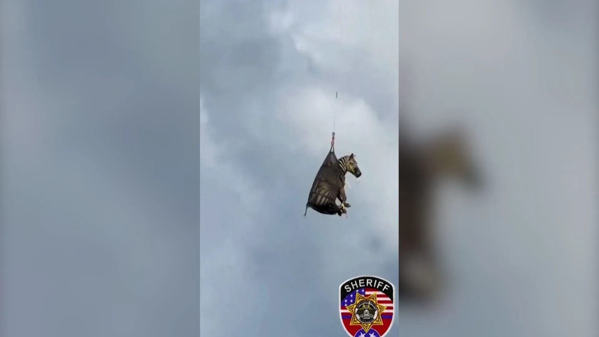 الحمار الوحشي إد معلق في الهواء أثناء نقله جواً بواسطة مروحية إلى مقطورة حيوانات بعد هروبه في ولاية تينيسي.