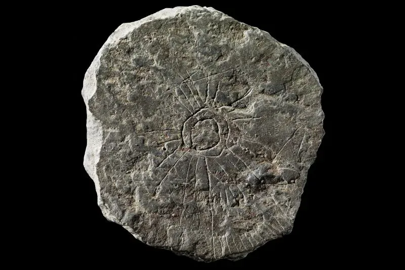 قرص حجري منحوت يعود إلى العصر الحجري، يحمل تصميمًا يشبه الشمس مع أشعة متفرعة، يمثل أهمية الشمس للمزارعين القدماء في الدنمارك.
