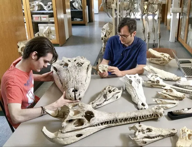 باحثان يدرسان هياكل عظمية لدينوصوكس، أحد أكبر التماسيح المنقرضة، مع التركيز على جمجمة ضخمة وأجزاء أخرى من الهيكل العظمي.