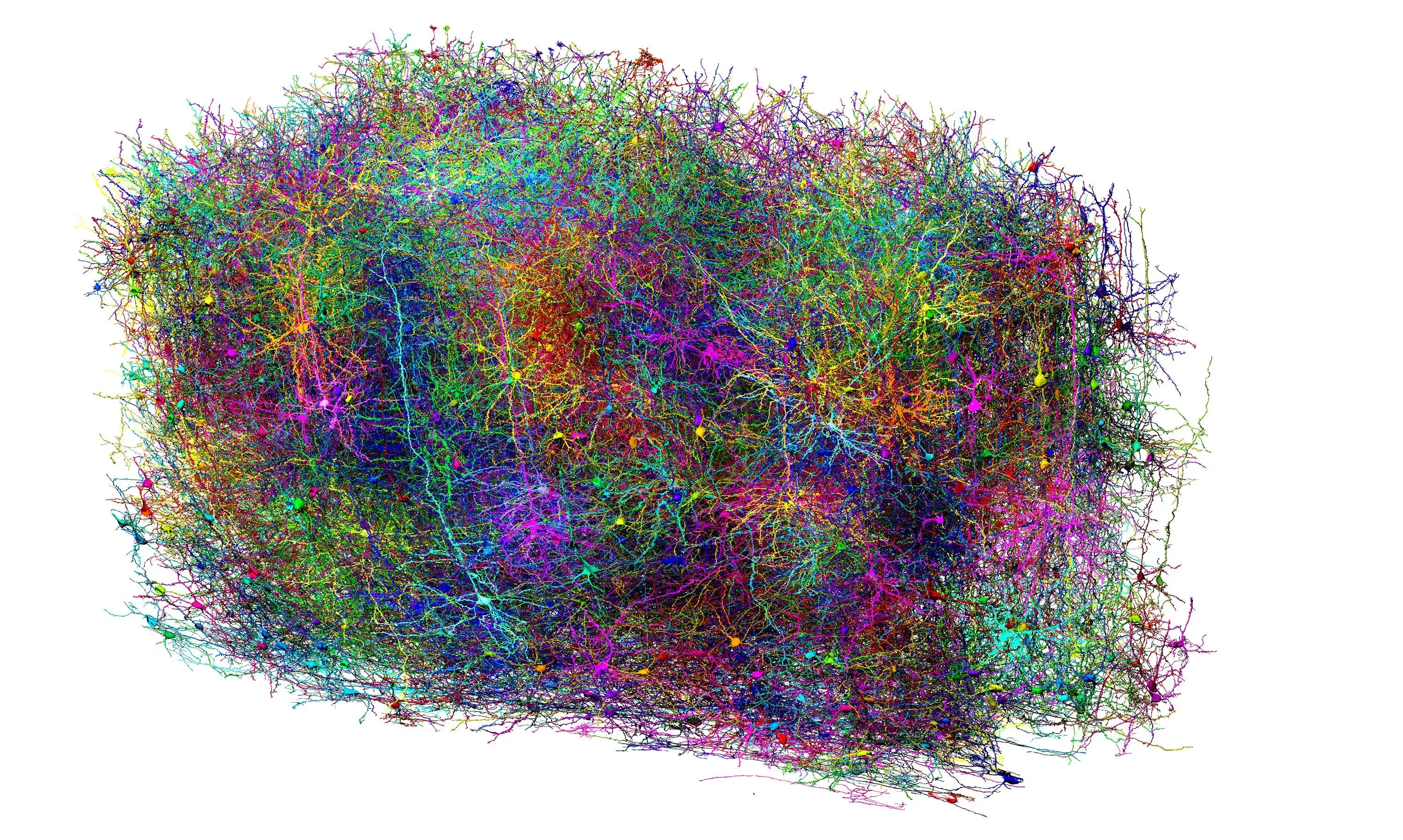 خريطة ثلاثية الأبعاد ملونة توضح تفاصيل 84,000 خلية عصبية في دماغ فأر، تظهر التعقيد والاتصالات العصبية.