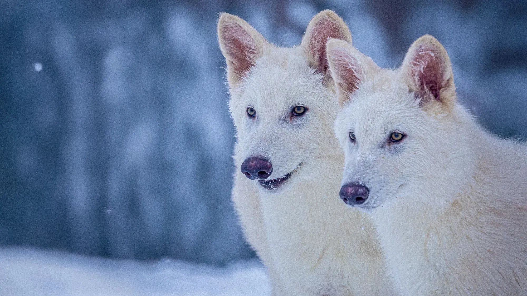 ذئبان رهيبان أبيضان، يظهران في بيئة ثلجية، يمثلان نجاحًا علميًا في استنساخ نوع منقرض باستخدام تقنيات حديثة.