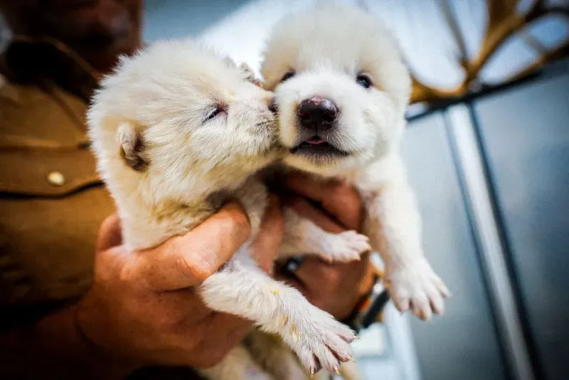 جراء الذئب الرهيب، ذات الفراء الأبيض، تتلامس في يد شخص، مما يعكس نجاح الاستنساخ والتعديل الجيني لإعادة إحياء هذا النوع المنقرض.