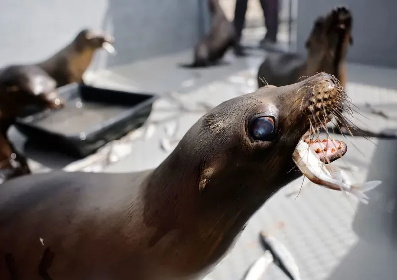 أسد بحر يحمل سمكة في فمه، مع وجود أسود بحر أخرى في الخلفية، مما يعكس تأثير التسمم على الحياة البحرية في جنوب كاليفورنيا.