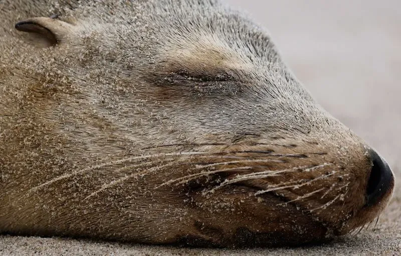 أسد بحر مستلقٍ على الشاطئ مع غطاء من الرمال، يعكس تأثير التسمم الناتج عن المد الأحمر على الحياة البحرية في جنوب كاليفورنيا.