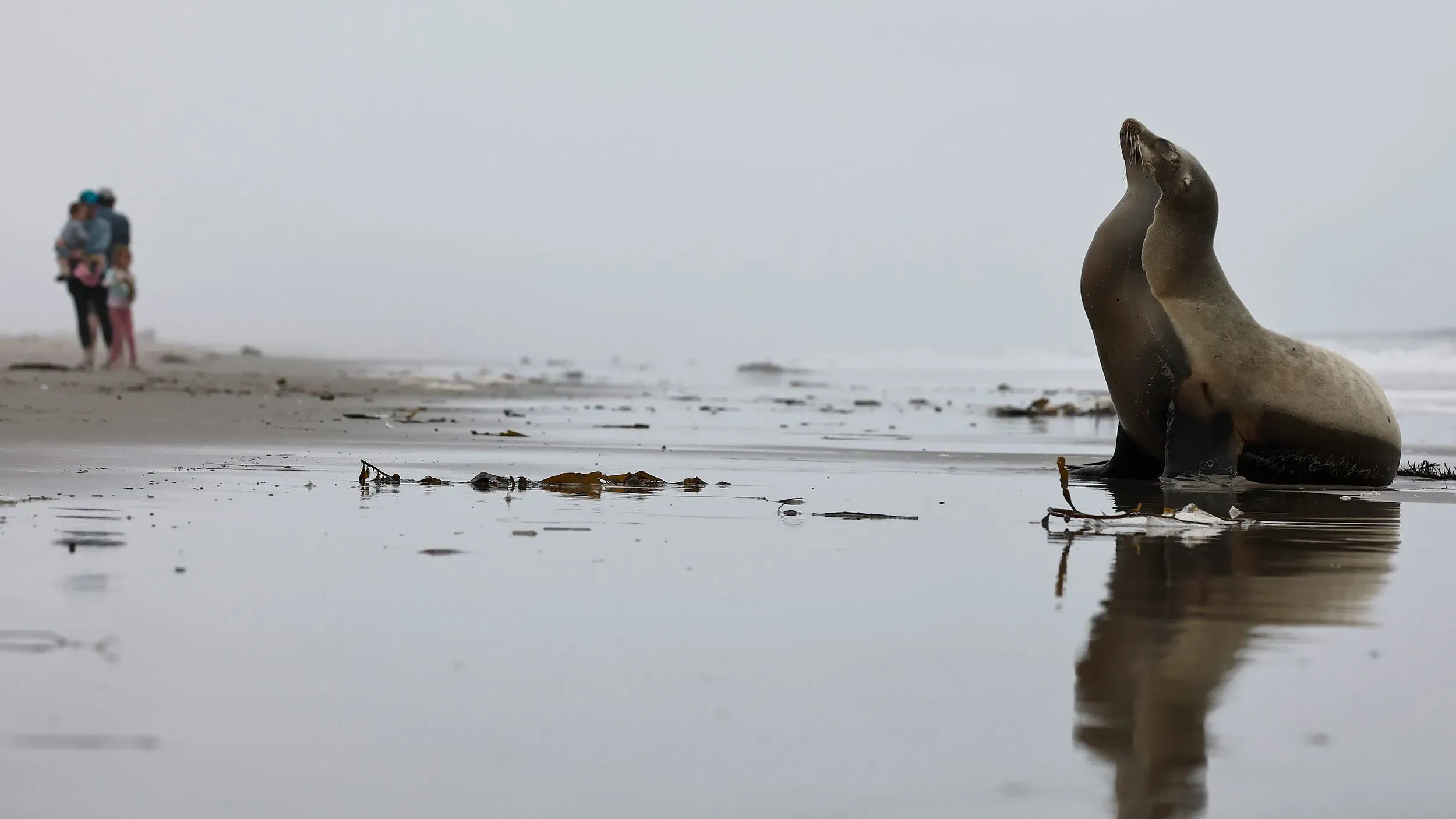أسد بحر يقف على شاطئ ضبابي بينما تبتعد عائلة في الخلفية. تشير الصورة إلى التأثيرات السلبية لتسمم المحيط على الحياة البحرية.