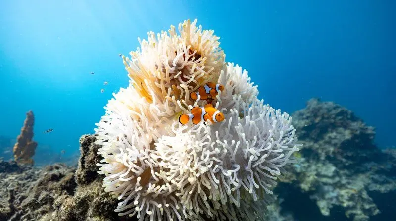 سمكة المهرج ذات الألوان البرتقالية والأبيض تعيش في شقائق النعمان البحرية، تظهر في بيئة بحرية صحية، تعكس تأثيرات موجات الحرارة.