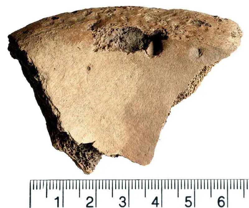 اكتشاف قطعة عظمية تحمل آثار عضات من حيوان آكل للحوم، يُعتقد أنها تعود لمصارع روماني، مما يُظهر تفاعل البشر مع الحيوانات في العروض القتالية.