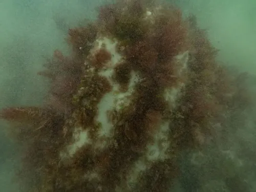 اكتشاف حطام السفينة الهولندية كونينغ ويليم دي تويدي تحت مياه جنوب أستراليا، ويظهر الحطام مغطى بالنباتات البحرية.