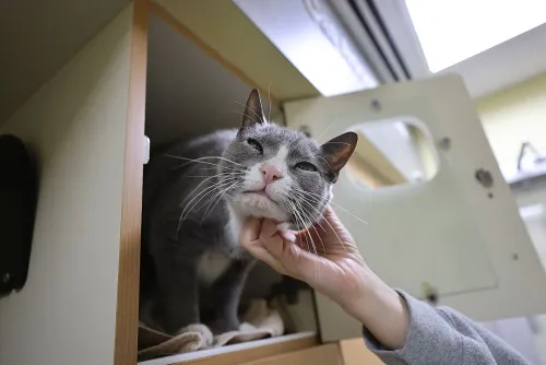 قط رمادي يجلس في مأوى للحيوانات، بينما يلمسه شخص برفق، مما يعكس أزمة تسليم الحيوانات بسبب الضغوط المالية المتزايدة.