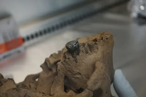 جمجمة إنسان التنين، عُثر عليها في شمال شرق الصين، تُظهر تفاصيل فريدة قد تكشف عن أصول الدينيسوفان، مما يعزز فهمنا لتطور البشر.