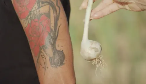 ثوم أجو فينو يُظهر في يد امرأة تحمل فصًا منه، بينما تظهر وشوم زهور على ذراعها، مما يبرز ارتباطها بالزراعة والتراث.