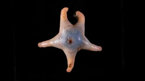 نجمة بحرية غير معروفة تظهر بألوان زاهية وأذرع قصيرة، تم اكتشافها في أعماق البحار خلال بعثات استكشافية لتوثيق الحياة البحرية.