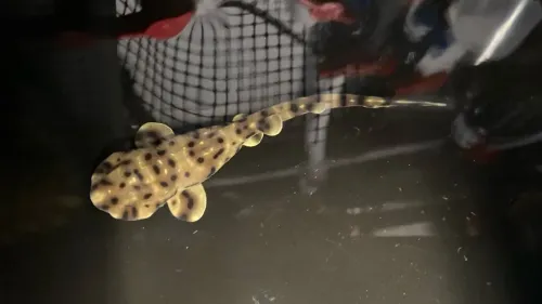 جرو قرش يوكو حديث الولادة يظهر في حوض أسماك شريفبورت، مما يثير تساؤلات حول التوالد العذري أو الإخصاب المتأخر.