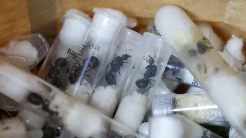 عشرات من النمل المعبأ في أنابيب اختبار، تُظهر قضية الاتجار غير المشروع بالنمل في كينيا وأثرها البيئي.