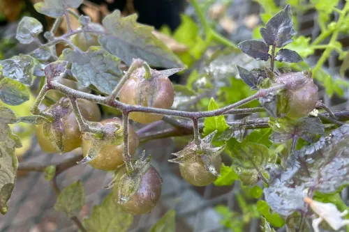 ثمار الطماطم الصغيرة من نوع Solanum pennellii، ذات لون أرجواني، تنمو في جزر غالاباغوس، تشير إلى تطور عكسي.