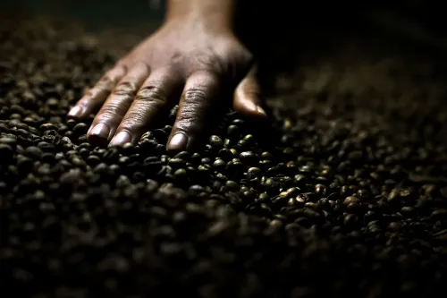 يد تظهر يد بشرية تلامس حبوب القهوة البرازيلية، مما يعكس أهمية القهوة في التجارة بين البرازيل والصين بعد الرسوم الجمركية الأمريكية.