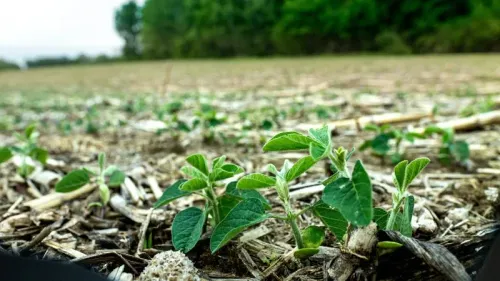 نباتات خضراء صغيرة تنمو في تربة مزروعة حديثاً في مزرعة LB Porteus Farms التي تعتمد تقنيات الزراعة المستدامة في أوهايو.