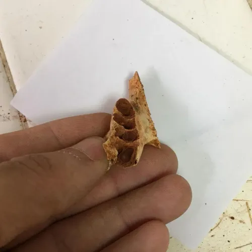 اكتشاف قديم يعرض عظمة أعشاش النحل داخل تجاويف الأسنان المتحجرة، مما يسلط الضوء على سلوكيات التعشيش الفريدة للنحل.