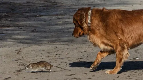 جرو بني يتجه نحو فأر رمادي صغير يسير على سطح رملي في حديقة حضرية، مما يعكس التفاعل بين الحيوانات في البيئات الحضرية.