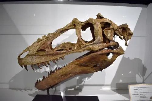 هيكل عظمي لديناصور خنخولو منغولينسيس، يُظهر تفاصيل الجمجمة والفك، يمثل سلفًا للتيرانوصورات ويعكس تطور الديناصورات قبل 86 مليون سنة.