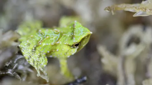 ضفدع داروين صغير الحجم بلون أخضر زاهي، يعيش في بيئة طبيعية، يمثل جهود الحفاظ على الأنواع المهددة بالانقراض.