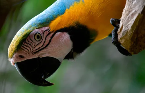 ببغاء ملون يتدلى من غصن شجرة، يعكس جمال الطيور الاستوائية المهددة بفعل التغير المناخي وارتفاع درجات الحرارة.