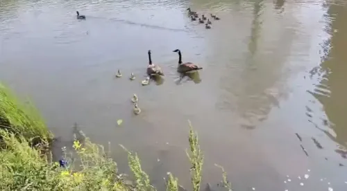 عائلة من الأوز الكندي تتجمع حول بركة في أتلانتا، مع صغارها الخمسة، بعد إنقاذهم من سطح الفندق.