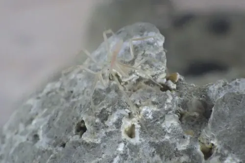 عنكبوت بحر شفاف من نوع سيريكوسورا يتغذى على بكتيريا متعلقة بغاز الميثان، مستقرًا على صخرة في قاع المحيط.