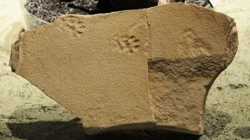 آثار أقدام طائر صغير محفورة في صخرة، تعود إلى فترة الأيوسيني، تُظهر سلوك البحث عن الطعام بالقرب من بحيرة في أوريغون.