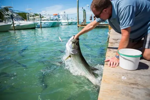 رجل يقف على رصيف خشبي في فلوريدا كيز، يمسك سمكة كبيرة بينما تسبح أسماك أخرى في الماء، مع قوارب في الخلفية.