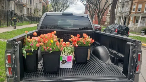 سيارة شاحنة تحمل صناديق من زهور التوليب الملونة، متوقفة في منطقة حضرية بوسط شيكاغو، مع منازل خلفها.