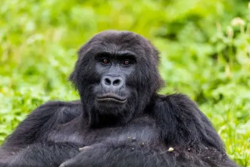 غوريلا الأراضي المنخفضة الشرقية تستلقي في العشب الأخضر، تعبيرها هادئ. تمثل هذه الغوريلا جزءًا من جهود إعادة إدخال ناجحة في البرية.
