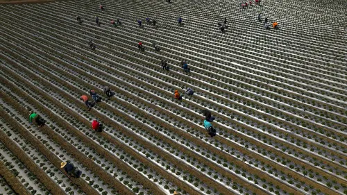 عمال يقومون بجني المحاصيل في حقل زراعي، مما يبرز أهمية العمالة غير المصرح لهم في الزراعة وتأثيرها على الاقتصاد الأمريكي.