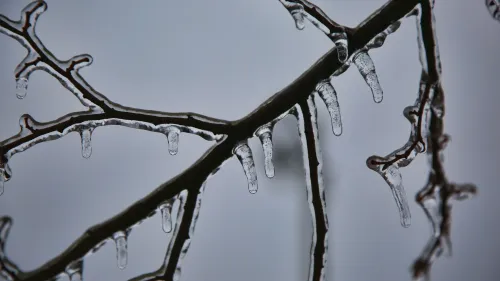 تتدلى قطع من الجليد من أغصان شجرة، مما يعكس تأثير العاصفة الجليدية التي تسببت في انقطاع الكهرباء في أونتاريو.