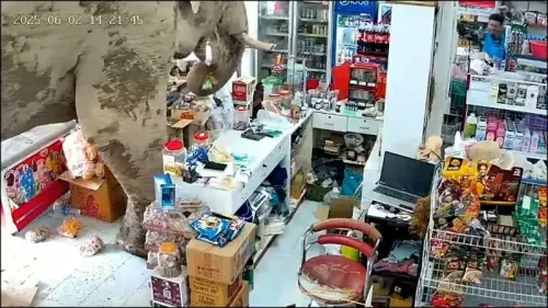 فيل ضخم يدخل متجرًا في تايلاند بحثًا عن الوجبات الخفيفة، حيث يظهر وهو يلتقط الحلويات بخرطومه وسط الفوضى.