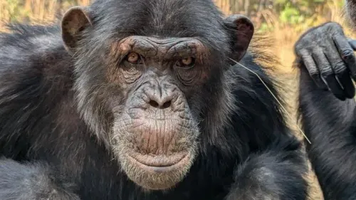 قرد شمبانزي ينظر إلى الكاميرا في محمية طبيعية، مما يعكس سلوكيات اجتماعية جديدة تم ملاحظتها في مجموعات الشمبانزي.