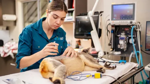 عالمة بيطرية تعالج كوالا مريضة في عيادة، مع معدات طبية متطورة، في إطار جهود لحماية هذه الحيوانات من الكلاميديا.