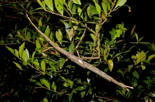 حشرة عصا جديدة، تُعتبر الأثقل في أستراليا، تتواجد بين أوراق الشجر في غابة مطيرة نائية بكوينزلاند، بوزن 44 جرامًا وطول 40 سم.