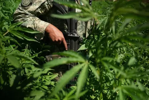 جندي مكسيكي يحمل بندقية في حقل مغطى بنباتات القنب، مما يعكس جهود مكافحة المخدرات في منطقة تسيطر عليها الكارتلات.