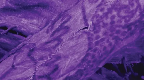 تصوير بالأشعة تحت الحمراء لوشوم معقدة على جلد مومياء من ثقافة بازيريك في سيبيريا، يظهر تفاصيل دقيقة وتقنيات فنية متقدمة.