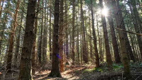 غابة كثيفة من أشجار الصنوبر، مع أشعة الشمس تتسلل بين الفروع، تعكس أهمية الغابات في جهود خفض انبعاثات الكربون في نيوزيلندا.