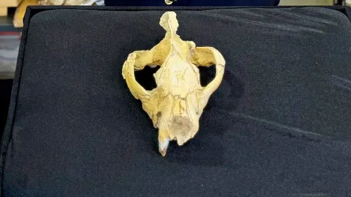 جمجمة شبه كاملة لنوع غير معروف من الهياينودونات، تم اكتشافها في منخفض الفيوم بمصر، تعود إلى العصر الأوليجوسيني.