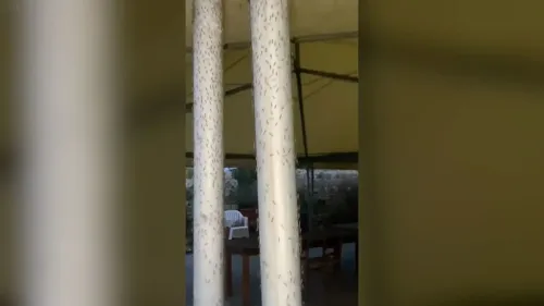 حشرات صغيرة تغزو أعمدة في منطقة أوربيتيلو، مما يسبب إغلاق المنازل ويهدد السياحة في توسكانا.