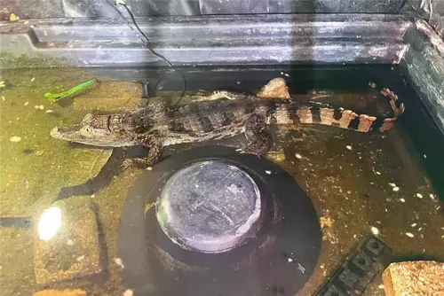 تم تصوير تمساح الكيمن البالغ طوله 4 أقدام في خزان مؤقت بعد ضبطه خلال مداهمة للشرطة في إسيكس، مع مصادرة مزرعة للقنب.